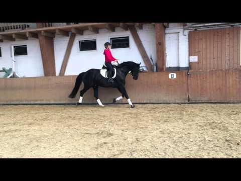 Bretton Woods Akzent II, 4 jähriger Hengst