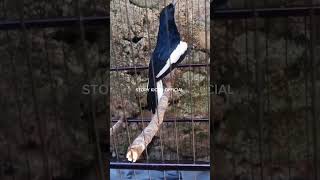 Download lagu MANTAP KACER ISIAN KENARI #kicaumaniaindonesia #kicaumania #burung #kacer #shorts mp3 Download lagu MANTAP KACER ISIAN KENARI #kicaumaniaindonesia #kicaumania #burung #kacer #shorts mp3