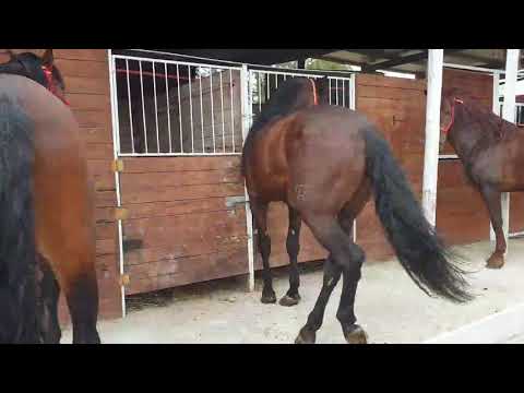, title : 'Il cavallo baio: P.R.E. tutti domati in alta scuola 🇪🇦🥇💯 Centro Equestre Andalusian Horses Show'