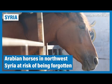 Arabian horses in northwest Syria at risk of being forgotten