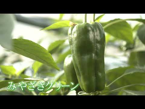 2026年4月3日(金)放送 ピーマン生産者の声