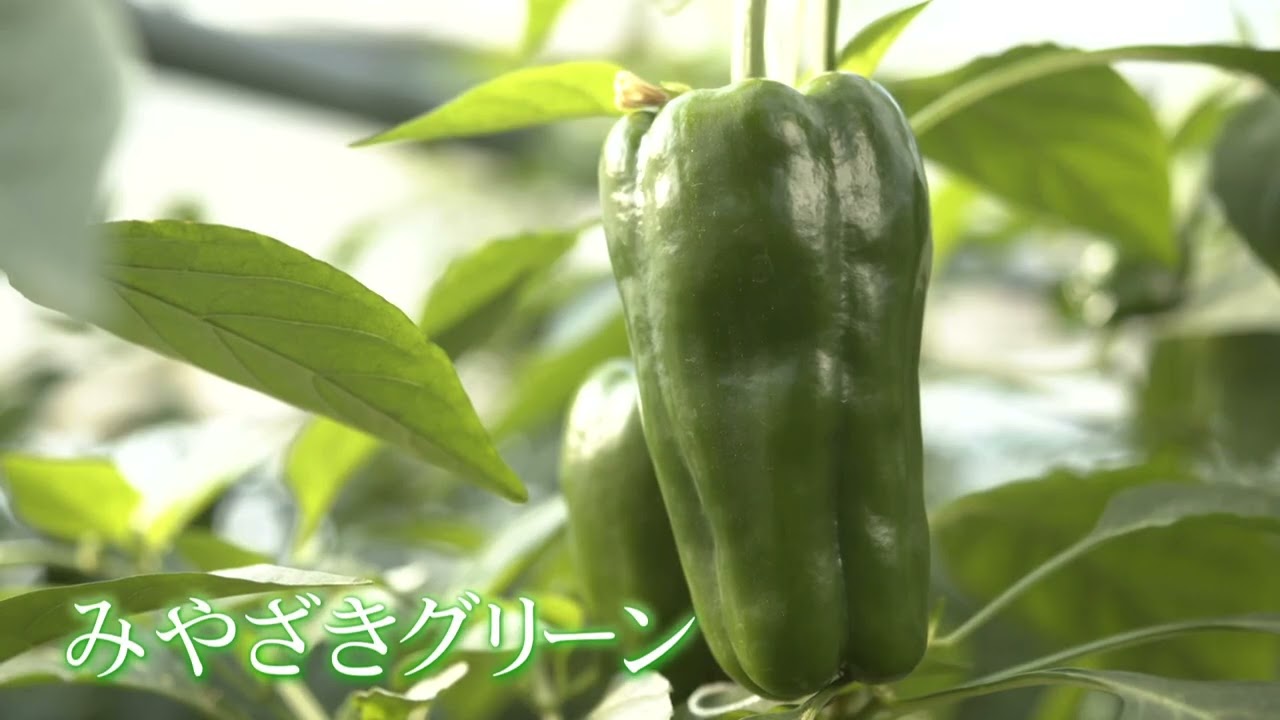 「ひなたのごちそう」2026年4月3日放送