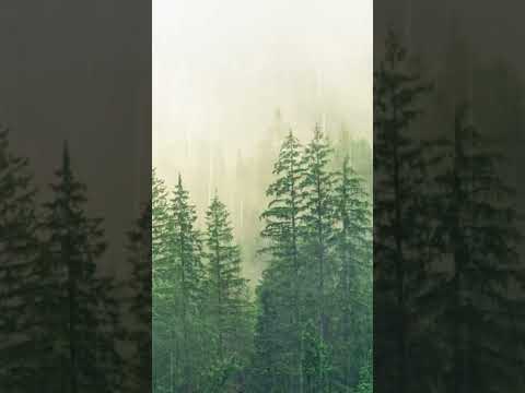 calming music with background of forest and rain.full video on youtube .subscribe. like .and comment