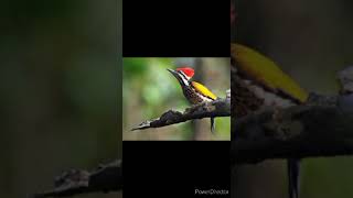 Download lagu Pelatuk bawang nyanyi 30 menit buat masteran mp3 Download lagu Pelatuk bawang nyanyi 30 menit buat masteran mp3