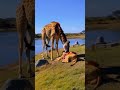 *"Giraffe with Strange Head Helps Injured Lion and a Massive Bird Appears! Unbelievable Scene!"*