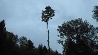 preview picture of video 'Tree Climbing, Cottonwoood Removal in Glendale, Oregon I'