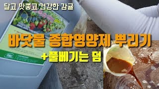 무농약감귤 바닷물 종합영양제로 당도올리기, 노린재기피용 액비 살포, 헤어리베치 파종전 예초합니다.