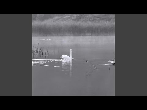 Nyköpings BIS - Fight
