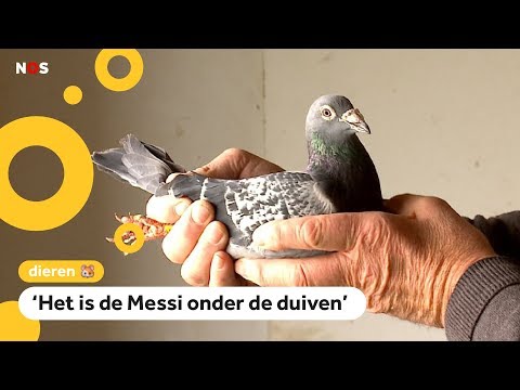 Deze duif is verkocht voor meer dan een miljoen euro