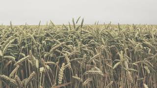 Sweet Love Of Mine (Joy Williams cover) - Chantel Zurek