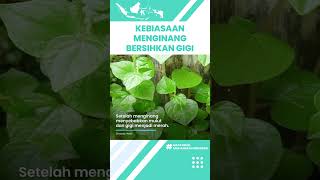 Benarkah Kebiasaan Menginang Dapat Menjaga Kebersihan Mulut & Gigi, Ini Kata Dokter Ahli