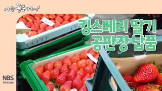 [나는농부다 237회] 킹스베리 딸기 공판장 납품