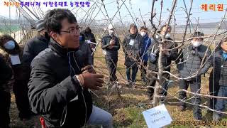 체리재배 성공의길 sweet cherry tree  네이버카페 체리원 동계교육을 가다.