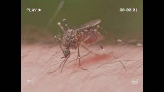 Mosquito Flying Sound Mp3 Free Download | Mosquito Ringtone Download