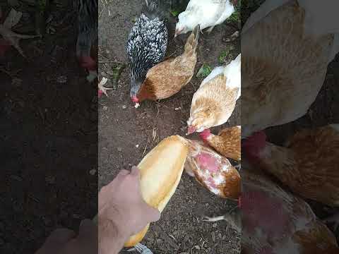 Feeding chickens a loaf of bread