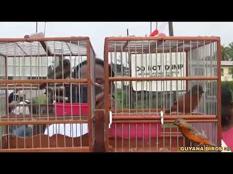 🇬🇾 KENO VS VICKEY | UPRISING BIRD CLUB FIRE RED BIRD COMPETITION | GUYANA BIRDS 🇬🇾