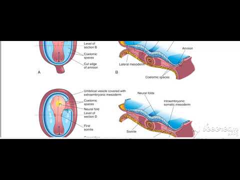 Intraembryomic mesoderm