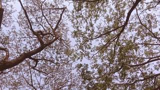 Download lagu Hanin dhiya - Risalah hati ( Cover video clip ) mp3 Download lagu Hanin dhiya - Risalah hati ( Cover video clip ) mp3