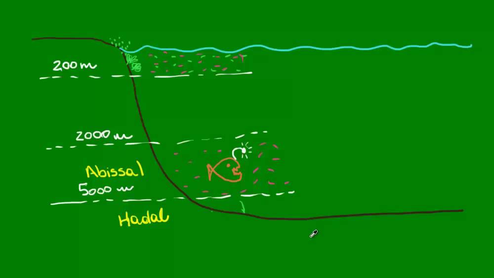 Zonas marítimas - Ecologia - Biologia