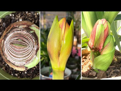 99% People Don't Know This: The Secret to Amaryllis Flower Buds (Turn on CC)