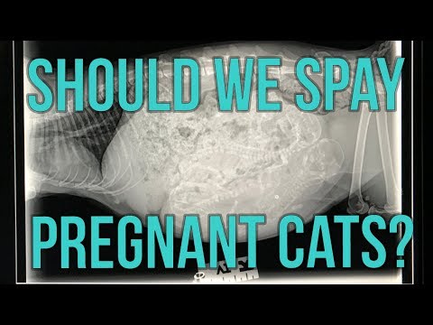 Should We Spay Pregnant Cats?