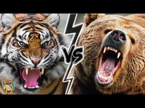 Siberian Tiger vs Grizzly Bear - Ultimate Animal Showdown!