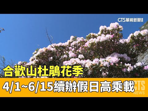合歡山杜鵑花季　4/1~6/15續辦假日高乘載