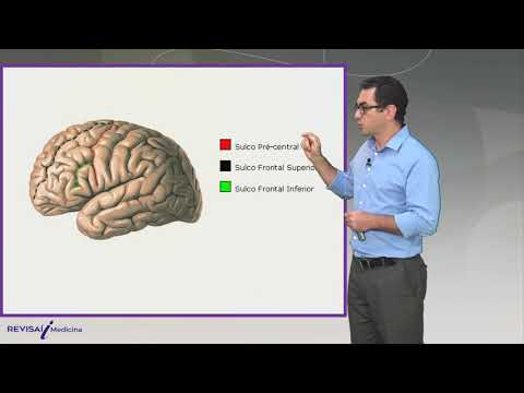 Anatomia macroscópica do encéfalo | Ciclo Básico de Medicina