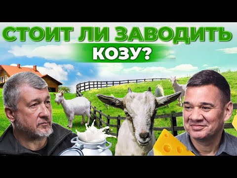 , title : 'Почему козы выгоднее, чем коровы? Как продать козье молоко и сыр? Лучшие породы | Андрей Даниленко'