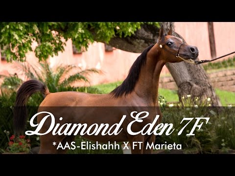Diamond Eden 7F - *AAS-Elishahh X FT Marieta