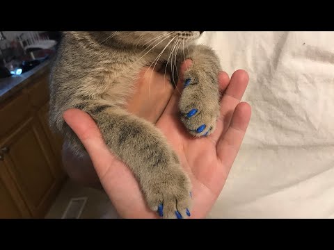 Nail caps for cats (how  to put on)