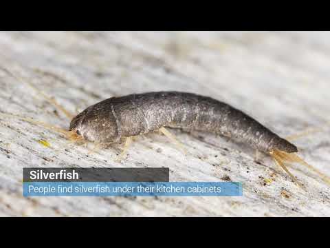 Top 10 Australian Household Pests