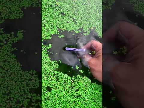 the beauty of nature - You didn't think it was that beautiful _7thclip #satisfying