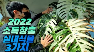 2022 소득창출 가능한 실내식물 Best 3 (feat.식물집사독일카씨)