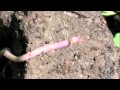 Earthworm Movement Revisited