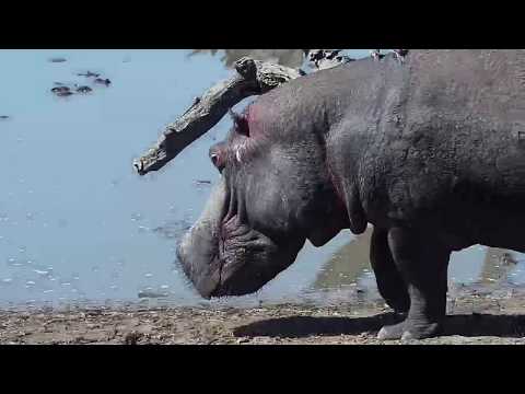 Djuma: Hippo returns after Elephants leave - 14:02 - 10/07/19