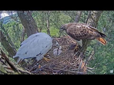 Tom Delivers THREE Lizards! 🐍 Watch The Chick Swallow Them Down! RTH5 Casts 1st Pellets 5.11.23