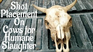Where To Shoot A Cow For FAST And HUMANE Slaughter | Cow Skull Anatomy