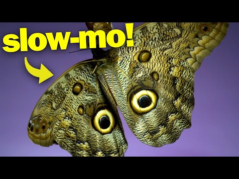 The Flight of Various Butterflies Captured in Slow Motion