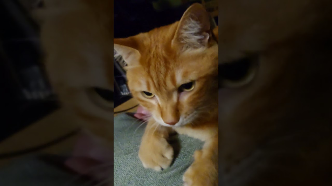 甘ネコ、茶トラふうちゃん#保護ネコ #shorts #ねこのいる生活 #猫好きさんと繋がりたい