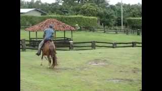 preview picture of video 'Misterfinca Peruvian Paso Mare'