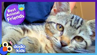 Cat and Dog best friends Prompt 20 gameplay video by BCI4Kids, 4:26 duration