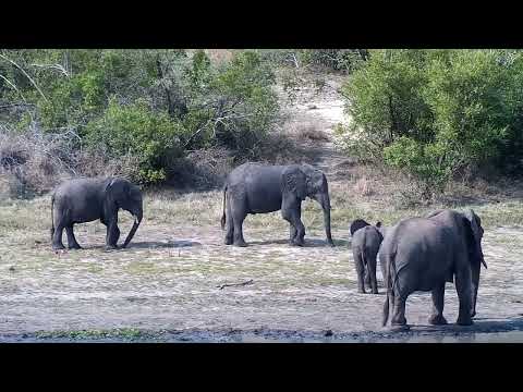 Djuma: Elephants, Water Thick-knees, Starling and Blacksmith Lapwing - 15:00 - 10/12/2022