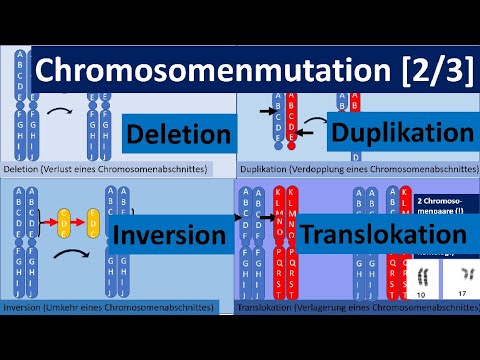 Chromosome mutation [2/3] – deletion, duplication, inversion, translocation [Genetics, advanced l...