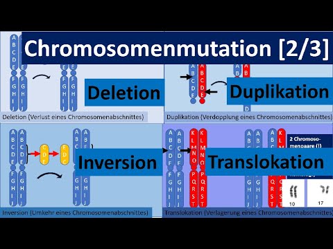 Chromosomenmutation [2/3] – Deletion, Duplikation, Inversion, Translokation [Genetik, Oberstufe]