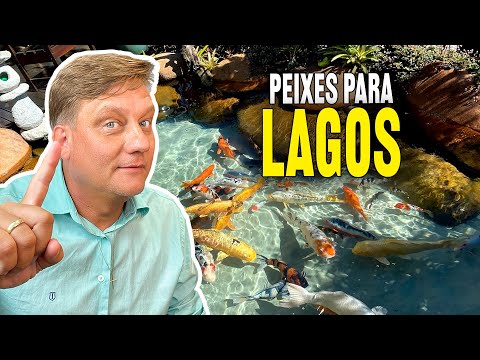 Quais espécies de peixes posso colocar no meu Lago Ornamental?