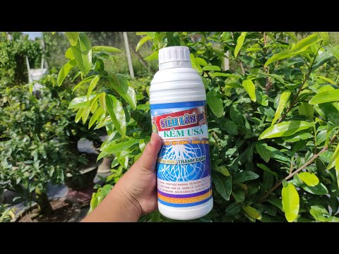 Siêu Lân Kẽm USA, Chăm sóc mai vàng, tạo rẻ mai vàng 0902074660, dưỡng rễ mai vàng