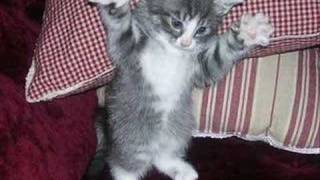 I&#39;m so Happy by The Tokens