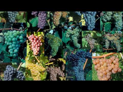 The Red Vinifera - Grape Video #45