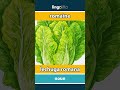 romaine - lechuga romana video thumbnail